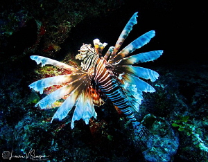 Lionfish/Photographed at Costa Maya, Mexico by Laurie Slawson 